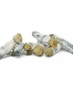 Blue Goba Magic Mushrooms